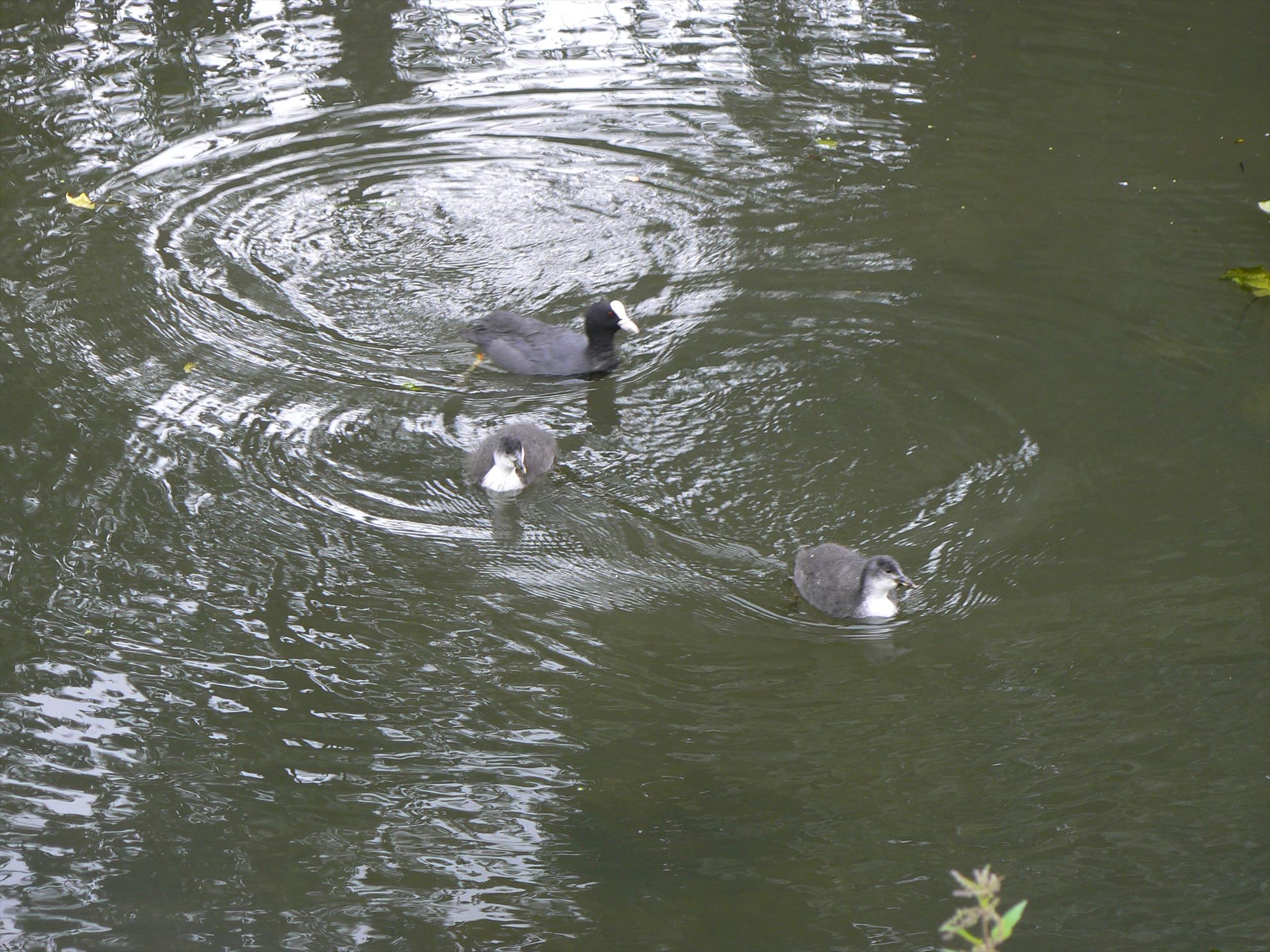 Pasari salbatice - p1030374.JPG